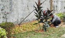 园林绿化爆料视频最新版