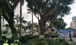 园林绿化爆料视频最新版