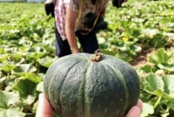 最新的瓜爆料的网红,网红新动态，揭秘背后惊人真相！