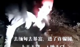 爆料缅北高清视频大全最新,最新高清视频大全深度解析